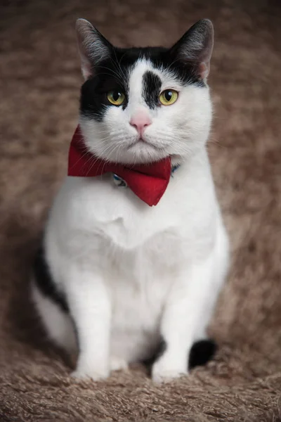 Elegante Metis Gato Usando Rojo Bowtie Sentado Marrón Piel Fondo —  Fotos de Stock