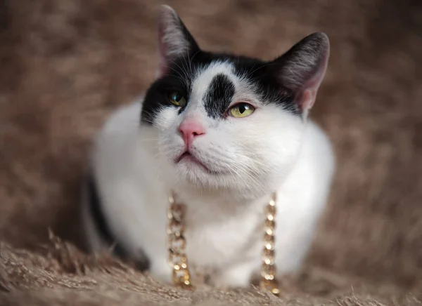 Цікавий Кіт Метису Золотому Ланцюжку Навколо Шиї Дивиться Вгору Лежачи — стокове фото