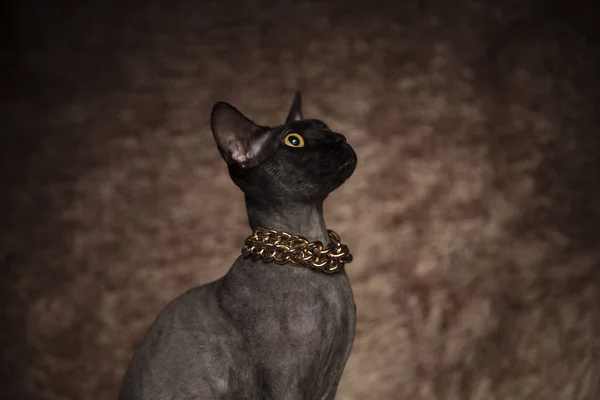 Zblízka Překvapen Metis Kočky Nosí Zlatý Náhrdelník Vzhlédl Stranu Zatímco — Stock fotografie