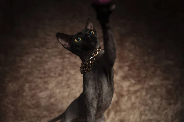 茶色の毛皮の背景にお誘いおもちゃで遊ぶ黄金の首輪を身に着けているメティスのかわいい猫のクローズ アップ — ストック写真