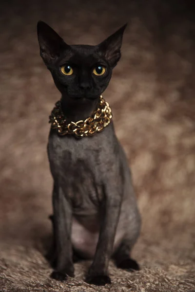 茶色の毛皮の背景に金色のネックレスを身に着けている猫の愛らしい着席灰色メティス — ストック写真
