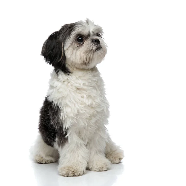 Adorabile Shih Tzu Bianco Nero Alza Sguardo Mentre Siede Sfondo — Foto Stock