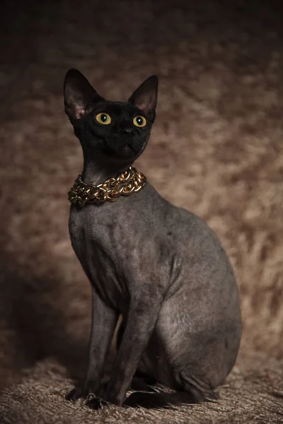 Terkejut Kucing Mengenakan Kerah Emas Memandang Samping Sambil Duduk Atas — Stok Foto