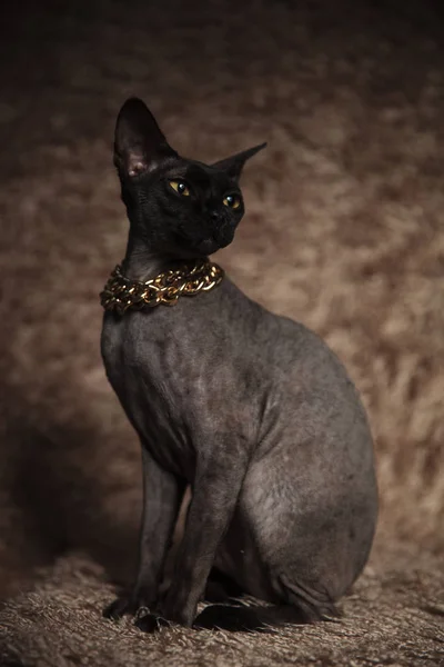 grey seated cat with golden necklace looks to side on brown fur background