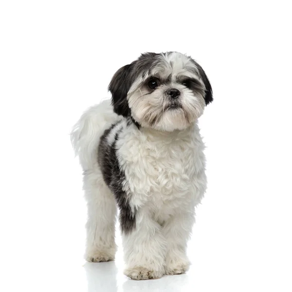 Adorable Shih Tzu Stands White Background — Stock Photo, Image