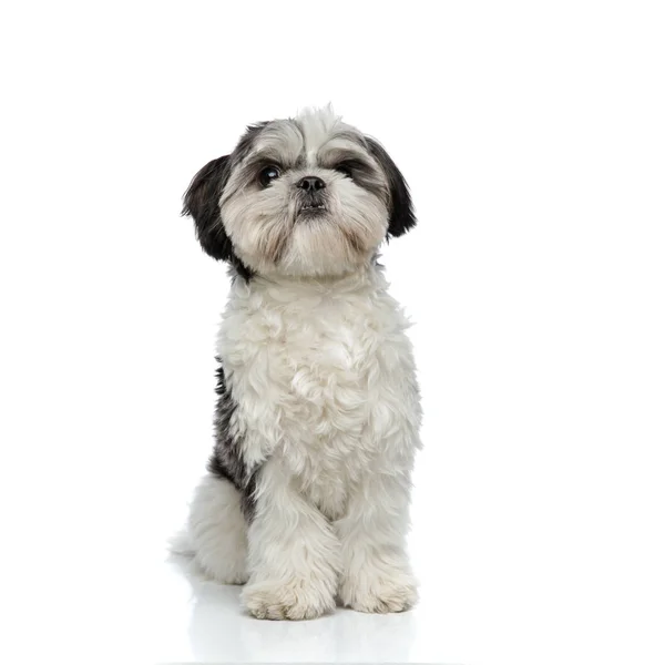 Furry Shih Tzu Sits White Background Looks Side — Stock Photo, Image