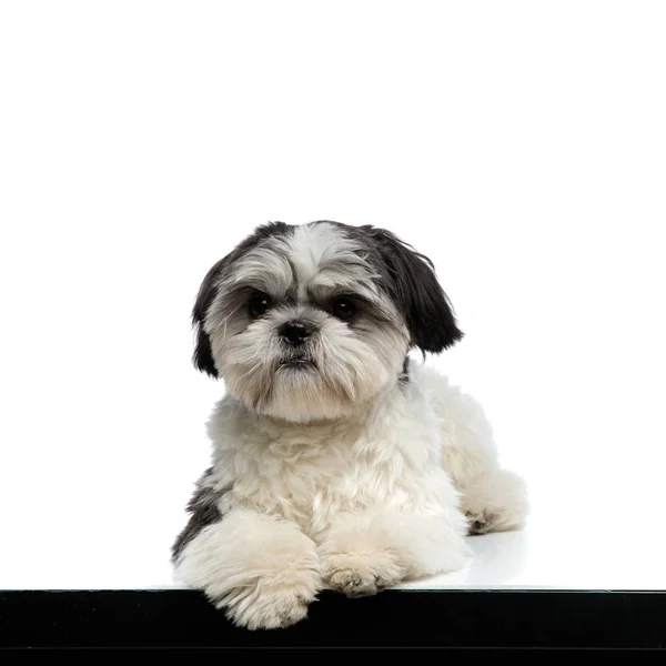 Curious Shih Tzu Lying Paws Hanging Margin White Background Looks — Stock Photo, Image