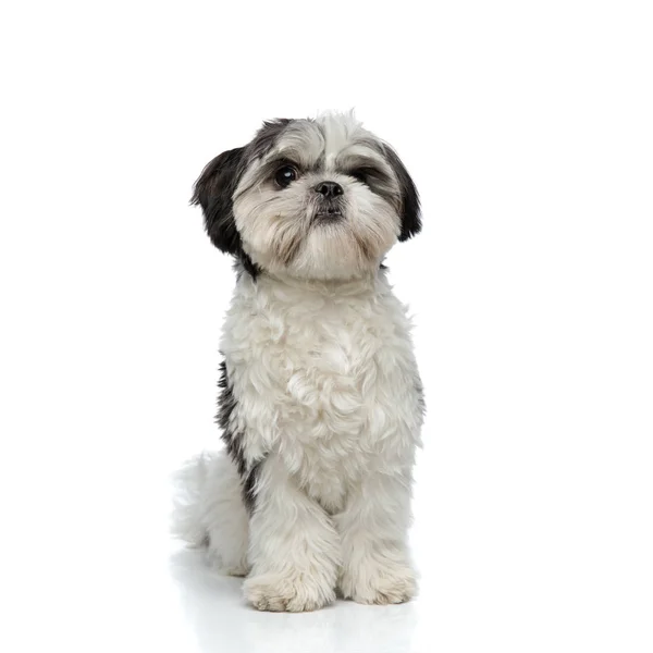 Söt Svartvit Shih Tzu Sitter Vit Bakgrund — Stockfoto