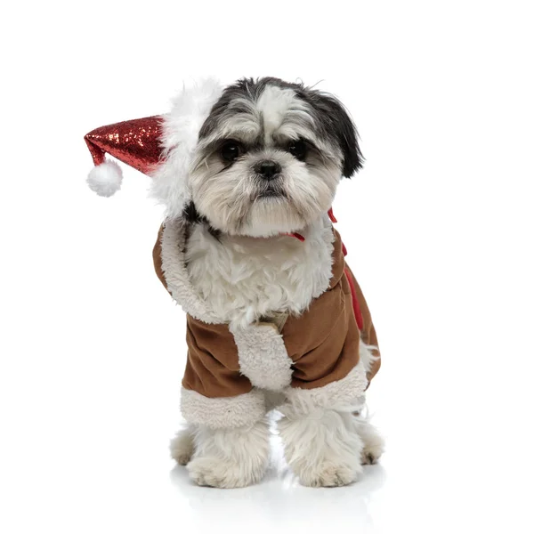 Adorável Santa Shih Tzu Vestindo Quente Traje Inverno Sobre Fundo — Fotografia de Stock