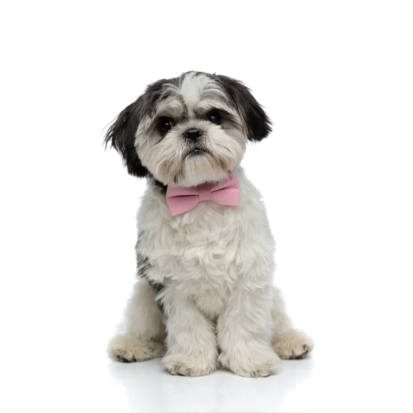 Elegante Shih Tzu Com Laço Rosa Senta Fundo Branco Olha — Fotografia de Stock