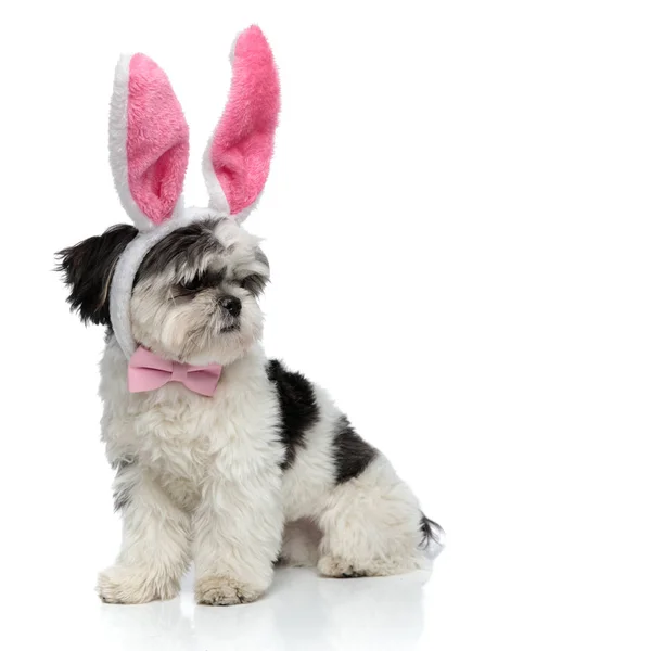 Shih Tzu Noszenia Easter Bunny Uszy Opaska Wygląda Stronie Siedząc — Zdjęcie stockowe