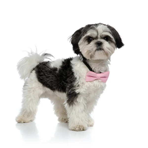 Eleganta Shih Tzu Bär Rosa Bowtie Står Vit Bakgrund — Stockfoto