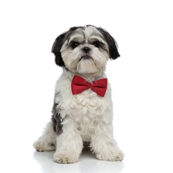 Eleganckie Shih Tzu Bowtie Czerwony Siedzi Białym Tle — Zdjęcie stockowe