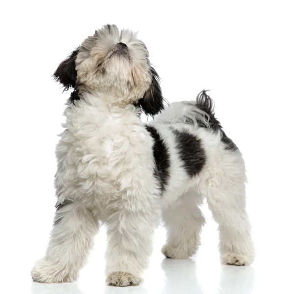 Adorable Furry Shih Tzu Standing White Background Looking — Stock Photo, Image