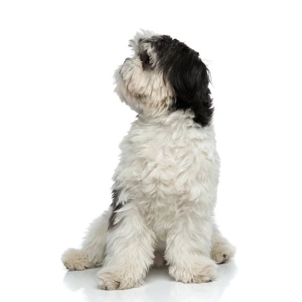 Curioso Shih Tzu Seduto Sfondo Bianco Guarda Lato — Foto Stock