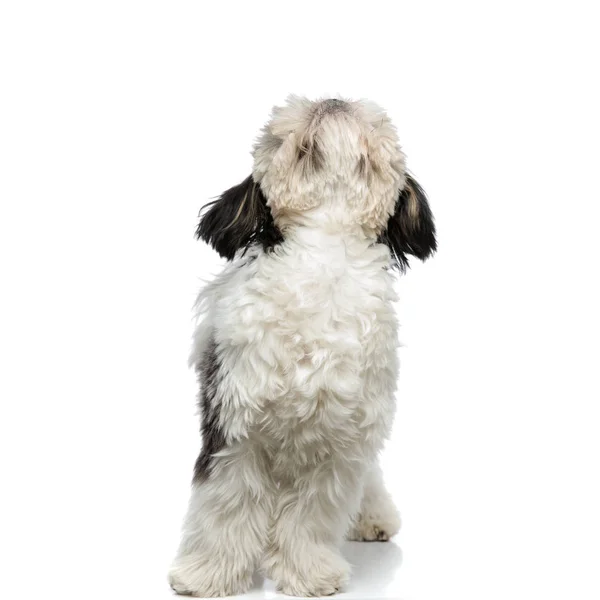 Curious Black White Shih Tzu Looks While Standing White Background — Stock Photo, Image
