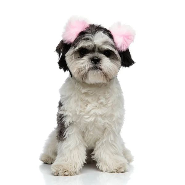 Furry Shih Tzu Wearing Pink Earmuffs Sitting White Background — Stock Photo, Image