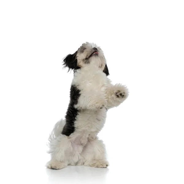 Brincalhão Shih Tzu Levantando Duas Pernas Fundo Branco Olhando Para — Fotografia de Stock