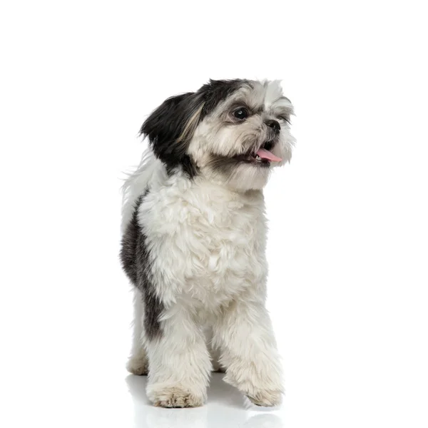 Lihegve Shih Tzu Néz Hogy Oldalán Állva Fehér Háttér — Stock Fotó