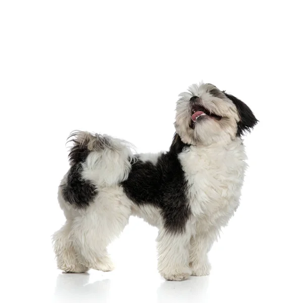 有趣和毛茸茸的玩具狗的侧视图抬头向侧 而气喘吁吁 站在白色的背景 — 图库照片