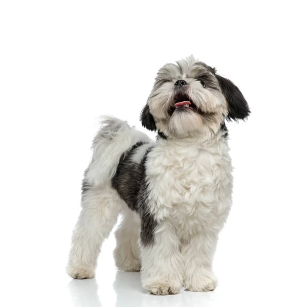 Adorable Shih Tzu Panting Looking Side While Standing White Background — Stock Photo, Image