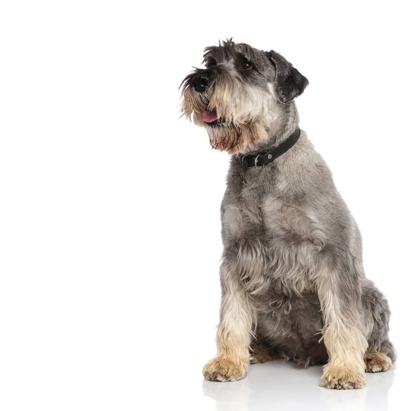 Curioso Sentado Schnauzer Calças Olha Para Lado Fundo Branco — Fotografia de Stock