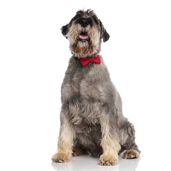 Cavalheiro Schnauzer Senta Fundo Branco Olha Para Cima Enquanto Ofegante — Fotografia de Stock