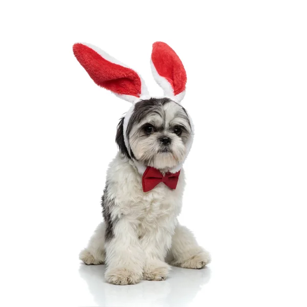 Eleganckie Shih Tzu Sobie Czerwony Bunny Uszy Pałąk Wygląda Stronie — Zdjęcie stockowe