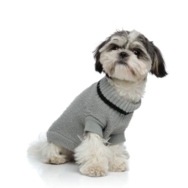 Adorabile Shih Tzu Indossa Maglione Grigio Seduto Sfondo Bianco — Foto Stock