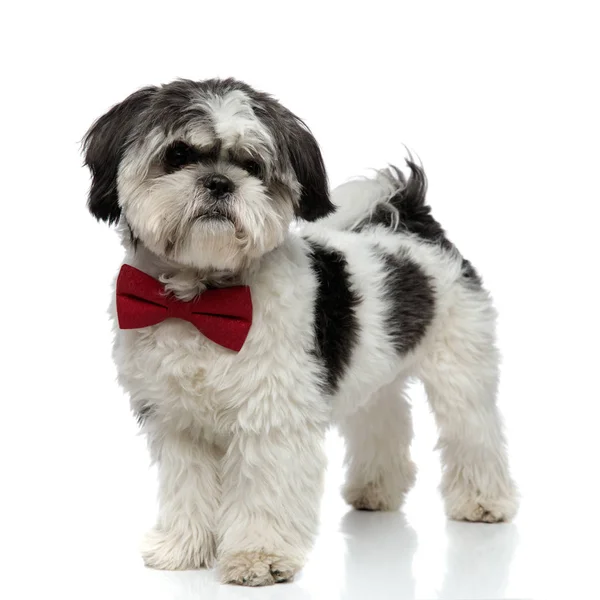 Peludo Shih Tzu Vestindo Bowtie Vermelho Sobre Fundo Branco Olhando — Fotografia de Stock