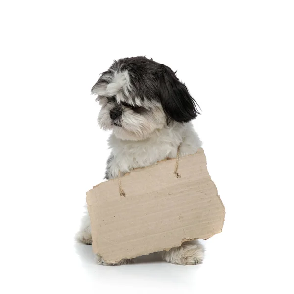 Schattig Shih Tzu Dragen Karton Teken Nek Zitten Witte Achtergrond — Stockfoto