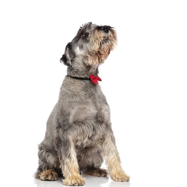 Curioso Schnauzer Vistiendo Pajarita Roja Cuello Negro Mira Hacia Arriba — Foto de Stock