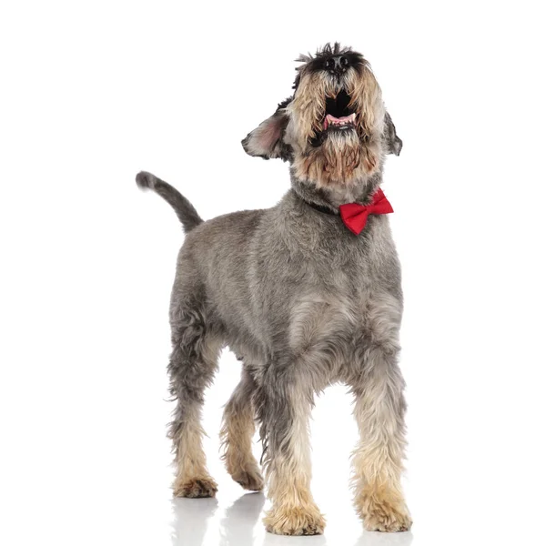 Classy Schnauzer Wearing Red Bowtie Panting Looking While Standing White — Stock Photo, Image