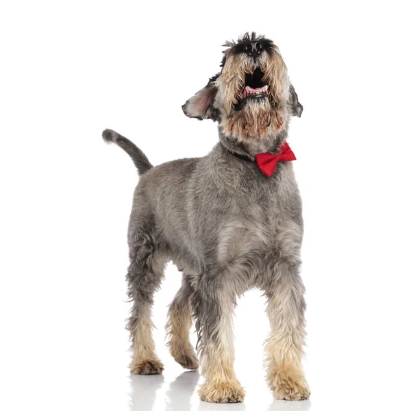 Classy Schnauzer Bär Röd Fluga Flämtande Och Letar Upp Stående — Stockfoto