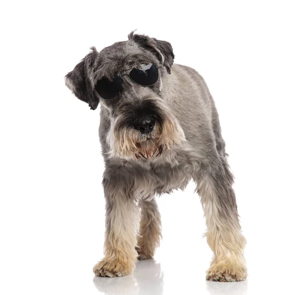 Adorabile Schnauzer Indossare Occhiali Sole Erge Sfondo Bianco Guarda Verso — Foto Stock