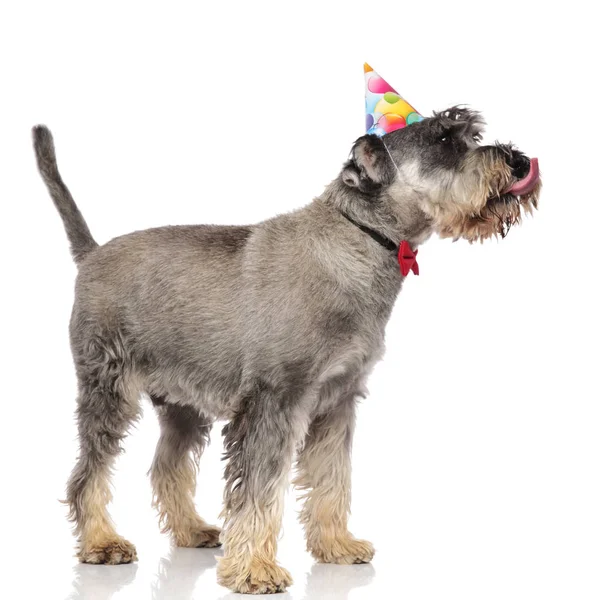 白い背景の上に立っている間 鼻を舐めている上品な誕生日シュナウザーの側面図 — ストック写真