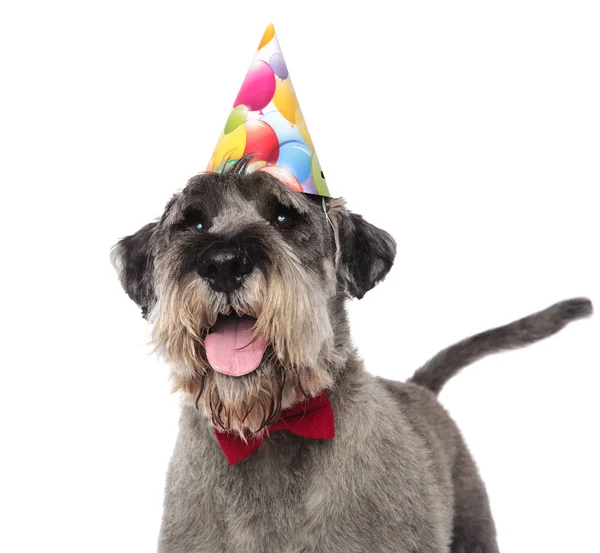 Närbild Gentlemannen Schnauzer Bär Födelsedag Cap Stående Vit Bakgrund Och — Stockfoto