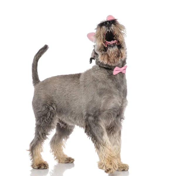 Vista Lateral Schnauzer Bonito Com Laço Rosa Olhando Para Cima — Fotografia de Stock