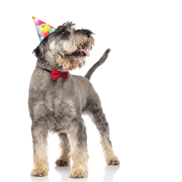 Nysgerrig Schnauzer Med Butterfly Fødselsdagshat Gispende Ser Til Siden Mens - Stock-foto