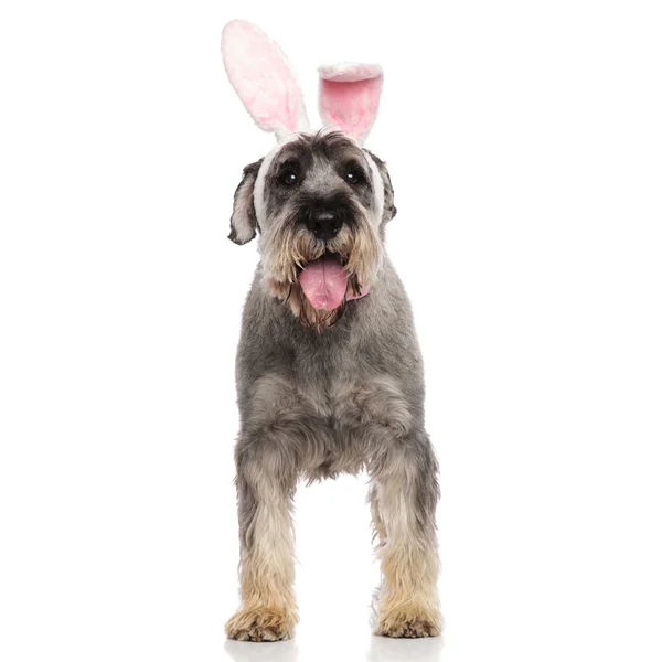 Hinreißende Hose Des Osterhasen Schnauzer Stehen Auf Weißem Hintergrund — Stockfoto