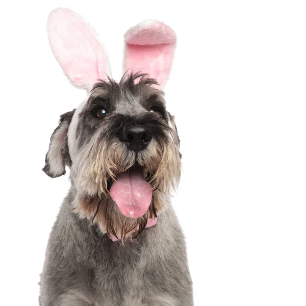 Kopf Des Niedlichen Hasenschnauzers Hechelt Während Auf Weißem Hintergrund Steht — Stockfoto