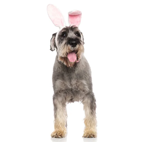 Cavalheiro Schnauzer Vestindo Orelhas Coelho Headband Olha Para Lado Enquanto — Fotografia de Stock