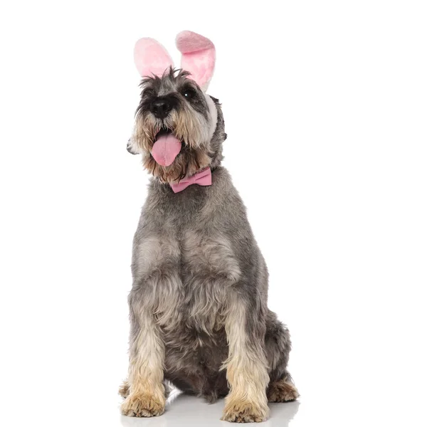 Curioso Coelho Schuzer Vestindo Rosa Bowtie Olha Para Lado Enquanto — Fotografia de Stock