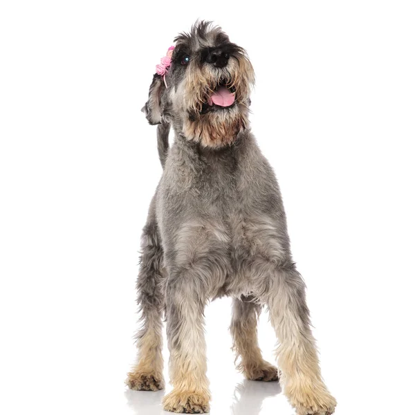 Schnauzer Haletant Mignon Avec Bandeau Rose Tient Sur Fond Blanc — Photo