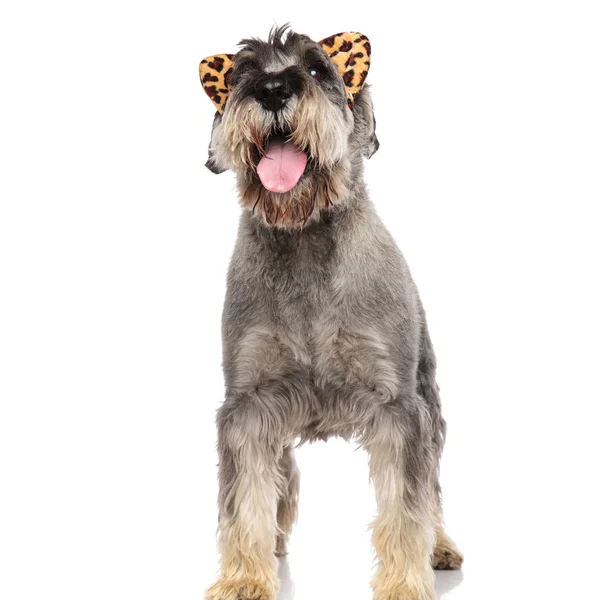 Upphetsad Schnauzer Med Djur Print Pannband Ser Upp Till Sida — Stockfoto