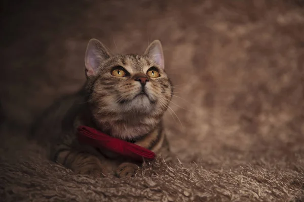 Adorável Gato Tabby Com Bowtie Vermelho Olha Para Cima Enquanto — Fotografia de Stock