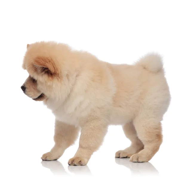 Side View Cute Chow Chow Standing Onw Htie Background Looking — Stock Photo, Image