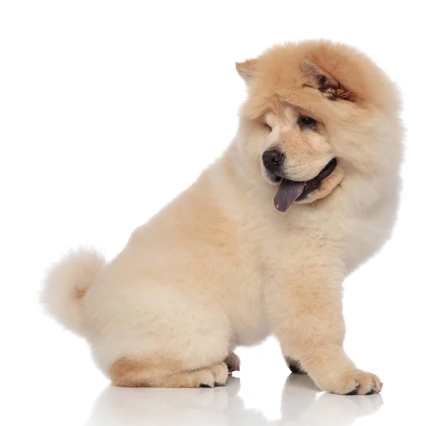 Side View Cute Panting Chow Chow Looking Back While Sitting — Stock Photo, Image