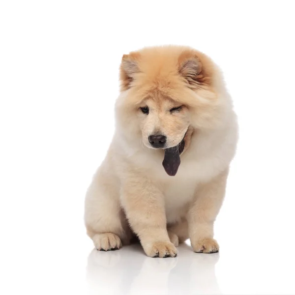 Lindo Chow Chow Jadeando Sentado Sobre Fondo Blanco Mientras Mira — Foto de Stock