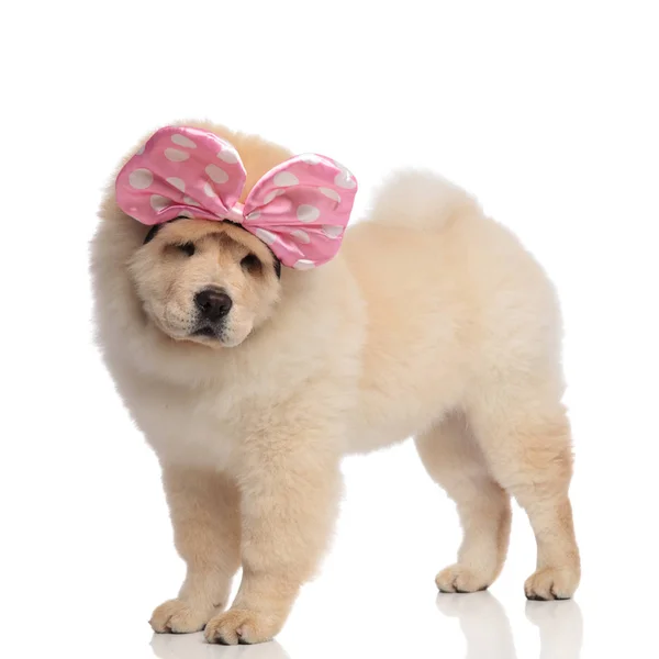 Side View Curious Chow Chow Ribbon Head Looking While Standing — Stock Photo, Image